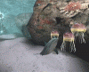 trucos de Ecco the Dolphin